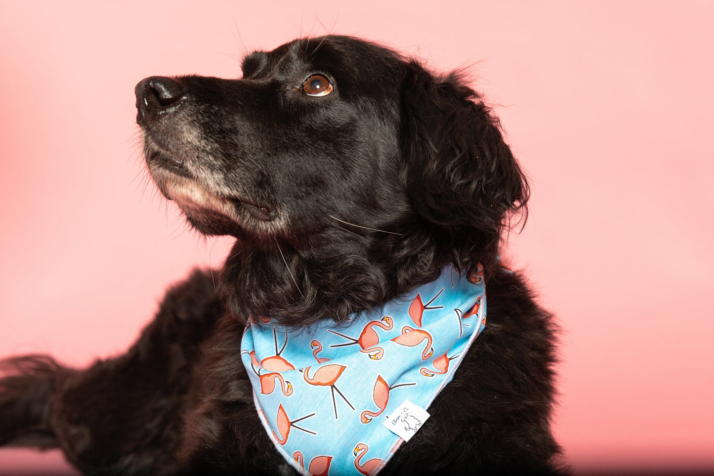 Flamingo Paradise Bandana