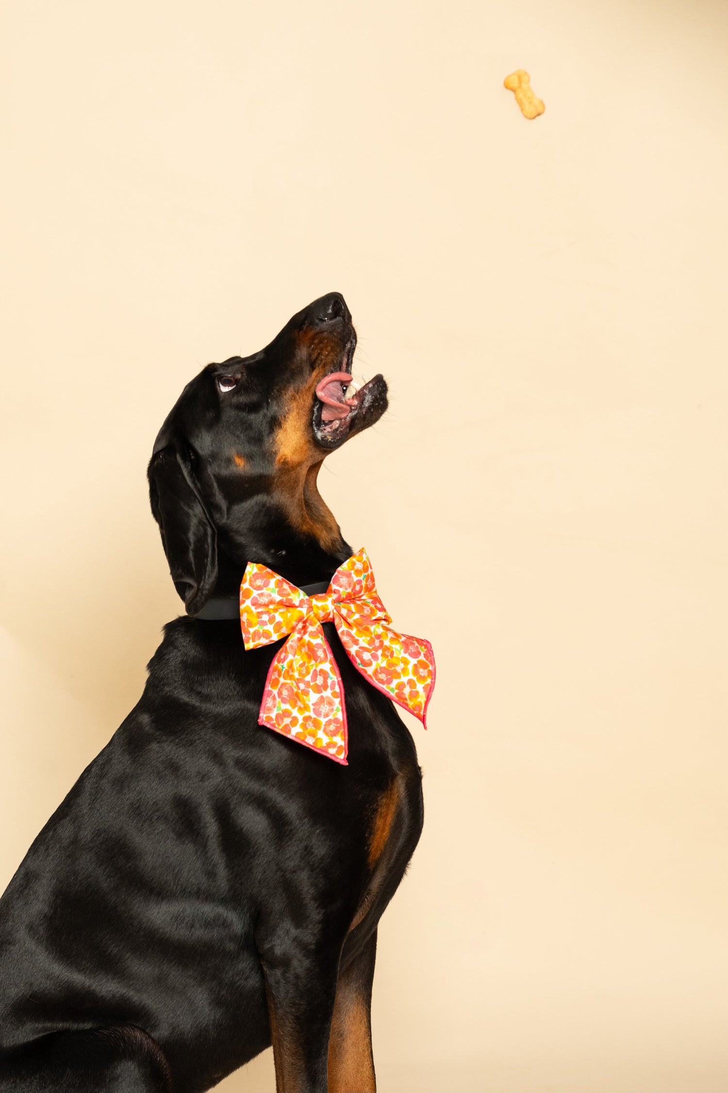 Bows + Bowties